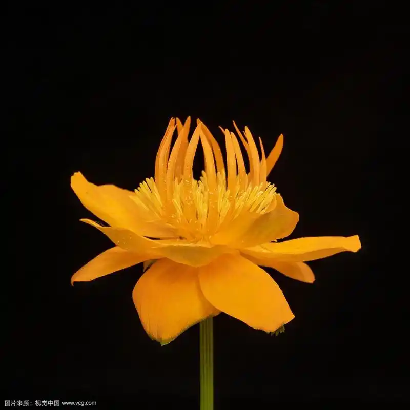 金莲花,黑色背景植物素材