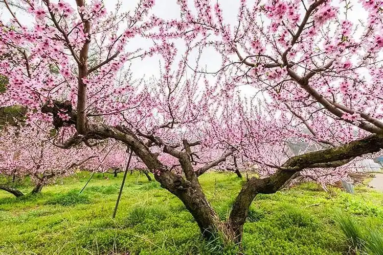 的画卷 一路走走停停,赏花弄景 简直美事一桩~ 都说"竹外桃花三两枝