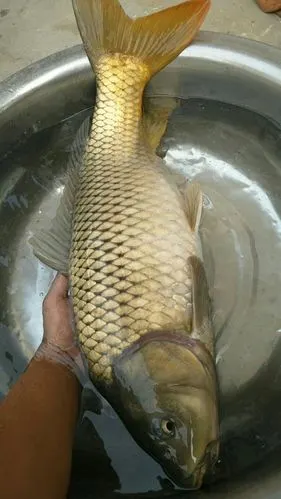 野生大鲤鱼