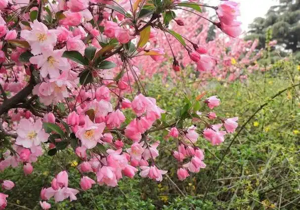 海棠树不仅观赏价值高,而且它的寓意吉祥,是一种富贵花,院子里种一棵