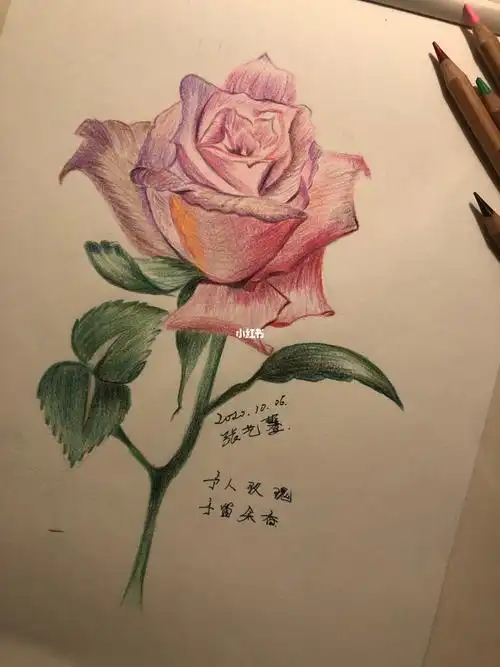 玫瑰花绘画玫瑰花绘画教程