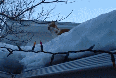 雪猫跳跃gif动图_动态图_表情包下载_soogif