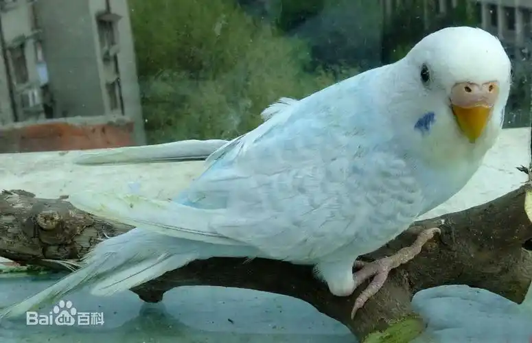 展开全部 这是虎皮鹦鹉的一种.像白化种或灰翅种. 白化种: 灰翅种