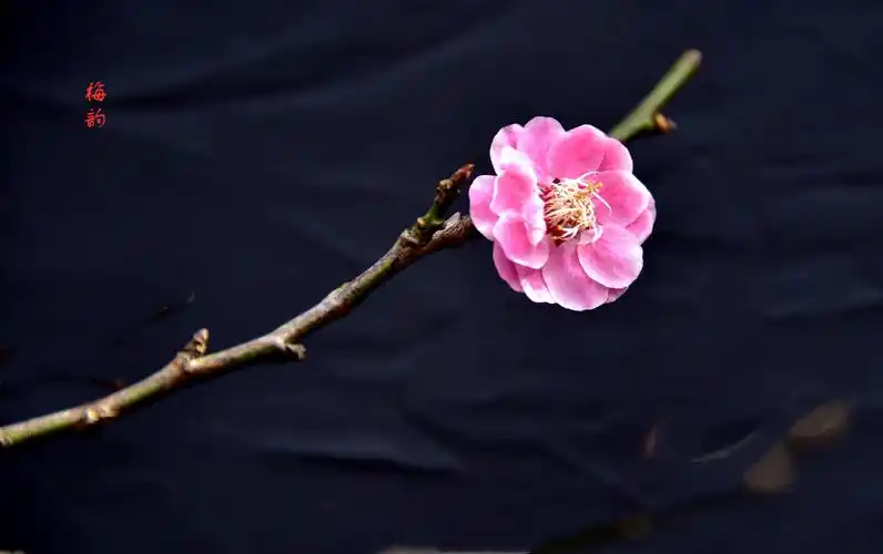 22 写美篇  梅花是在这寒冷冬季中唯一的颜色,独具自身品格,也是四