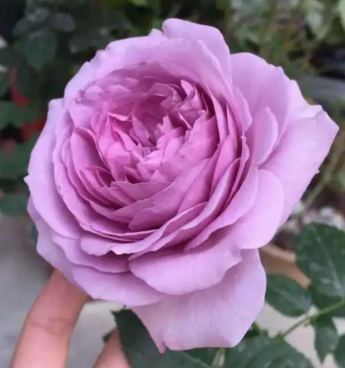 蓝色风暴月季优缺点介绍灌木蓝色风暴月季值得入手吗