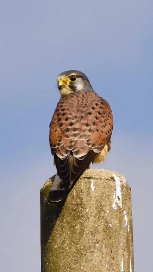 隼,中国二级保护动物