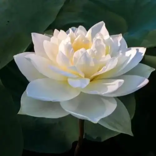 佛系唯美头像图片 高清好看能做微信头像的禅意图片_微信头像_头像屋