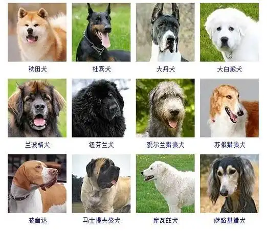 狗狗品种大全图片名字 178种美国akc认证的狗狗-狗的猫宁宠物网