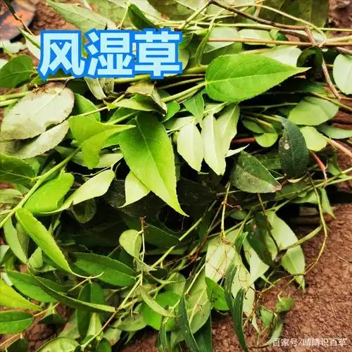 民间有一种泡脚的神草——风湿草,气味芳香,用法奇特,你认识吗