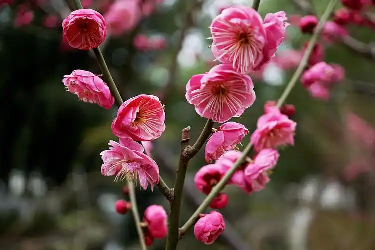 寒香国里你最红——朱砂梅