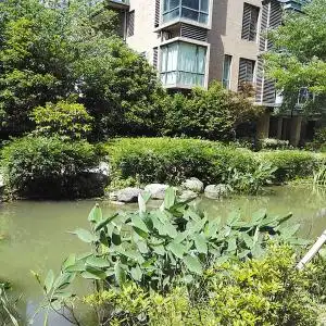 藏在小区里的"雨水花园"