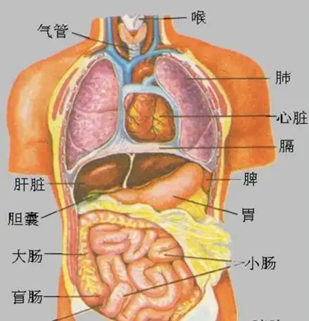 人体最大的器官是什么皮肤占总重量的15