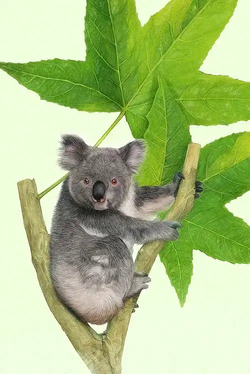 森林小盆友系列考拉