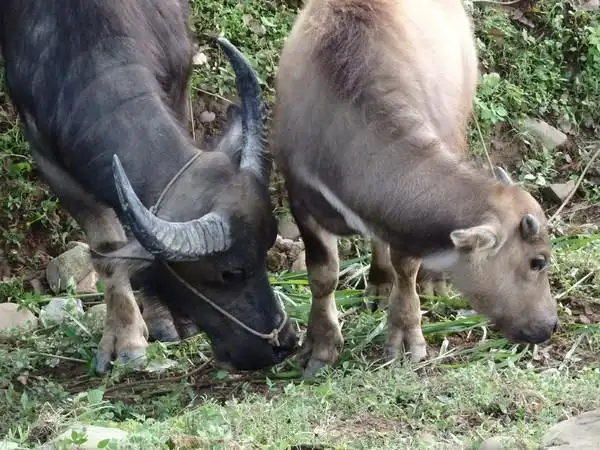 【图】乡村水牛 黄牛 写真拍 - 蜂鸟摄影论坛