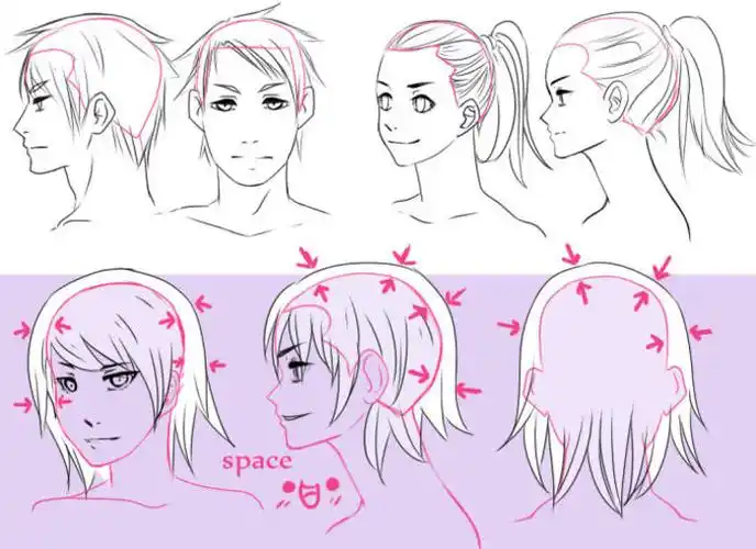 头发的形态与发际线关系以及画法注意要点码