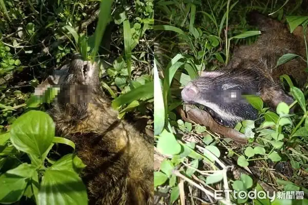 白鼻心「肚破未阖眼」瘫草丛! 他掏出仅存餐费.助它安详离去