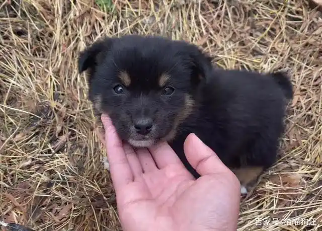 小黑狗小时候胖嘟嘟的如今才三个月就被主人拴在养鸡场当保安