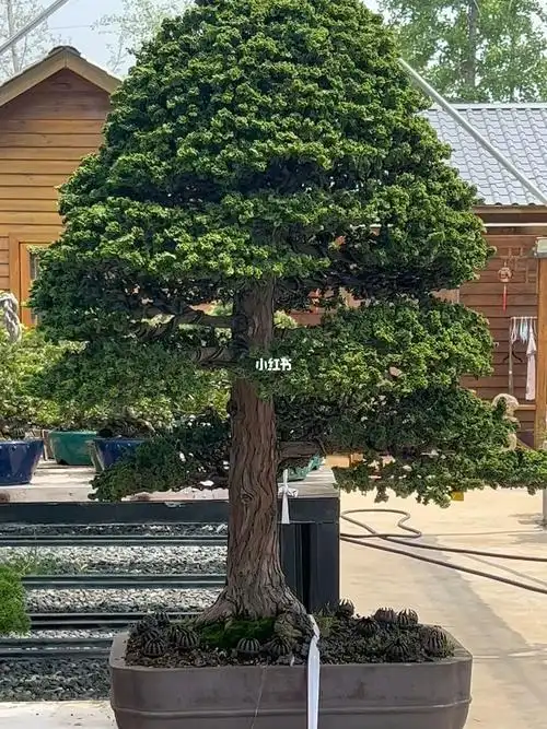 每日花草作伴,茶香四溢.每日生活如诗,生活如画.#盆景#盆栽#石化桧