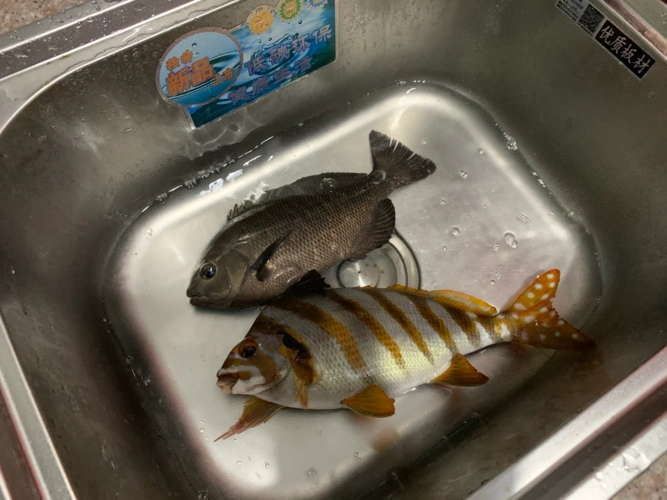 黑色这条叫黑毛清蒸酱油水刺身都好吃推荐下面这条叫三刀广东地区卖得