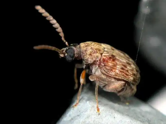 p>豆象科(bruchidae;bruchid),英文俗称 seed beetles.