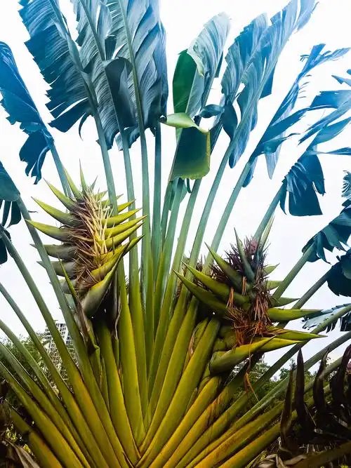 旅人蕉景,景色盎然