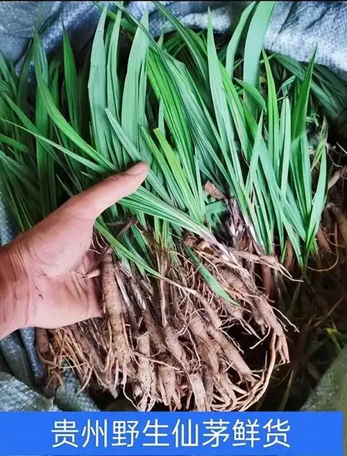 农村这种野草,叶子似茅草,有人管它叫独脚仙茅,现在成稀缺植物