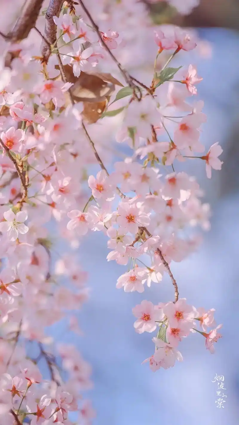 樱花壁纸.#壁纸  #心中若有桃花源何处不是水云间  #花开 - 抖音