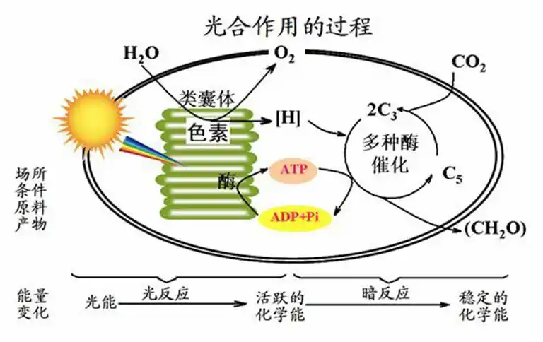 真树养护之树木光合作用的重要性光合作用使地球上的生命成为可能