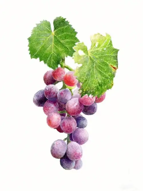 夏日水果07彩铅画分享