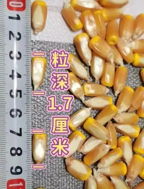 吨粮双棒王中王矮杆玉米种子双胞胎高产紫杆大棒苞谷种抗旱抗倒 高产