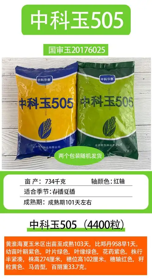 金枝恋高产杂交玉米种子大田耐旱饲料包谷种孑矮大棒玉米种籽大全芝麻