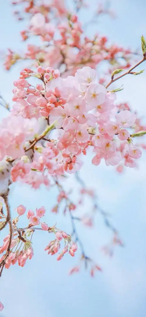 桃之夭夭,灼灼其华春日桃花壁纸