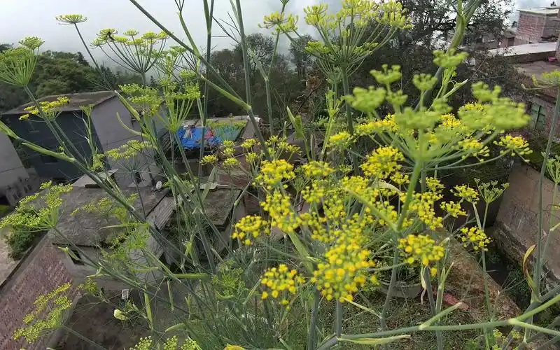 越南神曲cu chill thoi-chillies