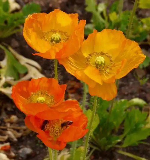 风情万种的野罂粟花(摄于广州亚运公园)