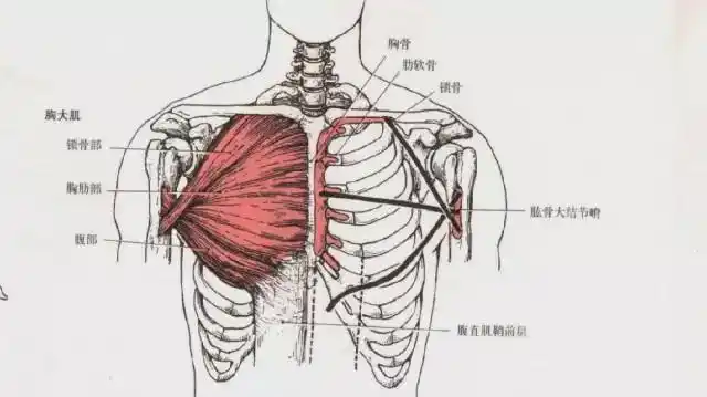 胸肌训练全攻略 !