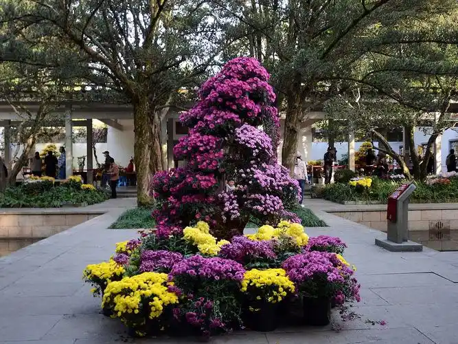 杭州植物园举办名贵菊花花卉展记!