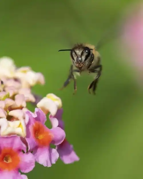 蜜蜂飞舞的季节