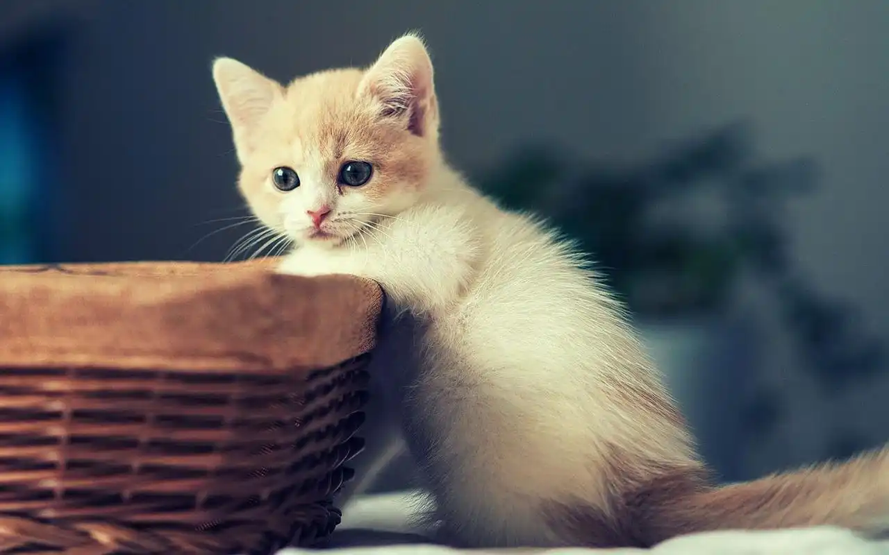 可爱萌宠喵星人治愈系唯美高清桌面壁纸下载