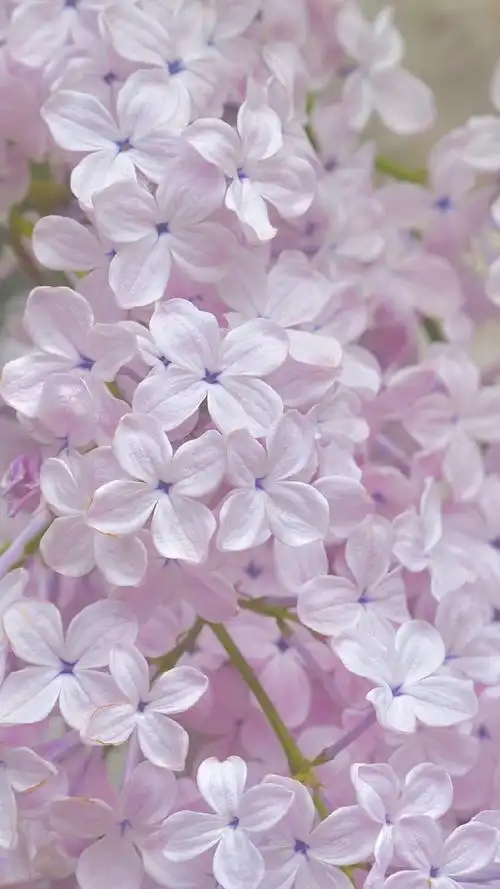 唯美紫色小花高清手机壁纸