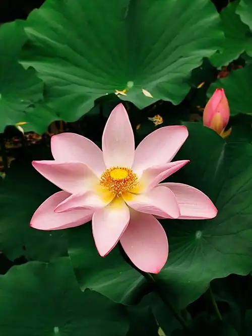 盛开花朵的美景