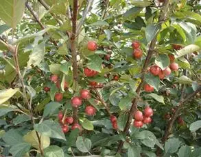 海棠网:北美海棠,西府海棠,冬红海棠,木瓜海棠,垂丝海棠,一个值得关注