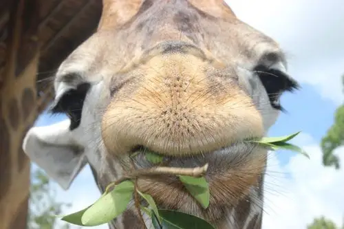 这个特写拍得怎么样?长颈鹿厚厚的嘴巴不停的咀嚼着.
