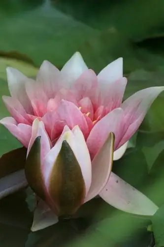 美丽荷花高清图片