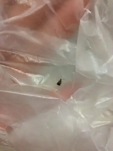 在红豆里面发现的,这是什么虫子啊?有知道的吗?