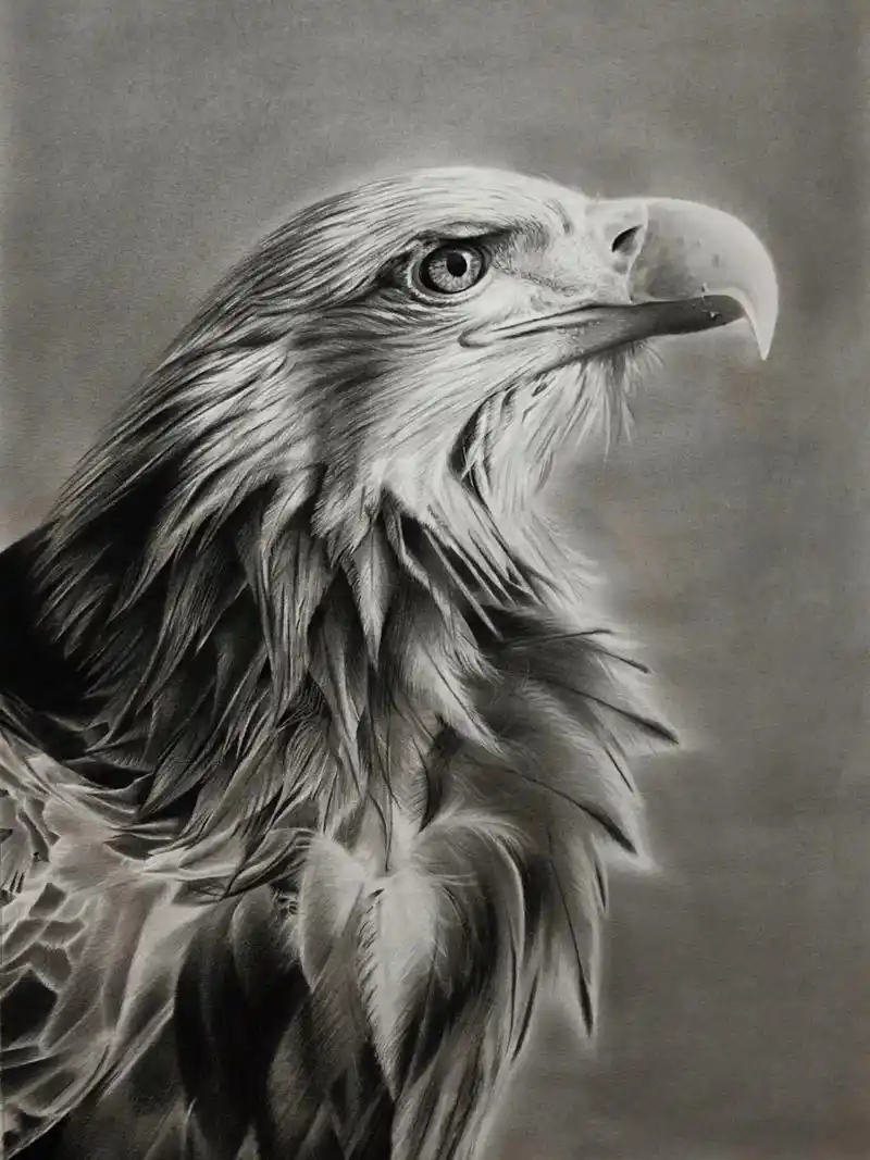 【素描动物】老鹰07游弋天空的雄鹰终将飞 所用工具:炭笔,纸擦笔