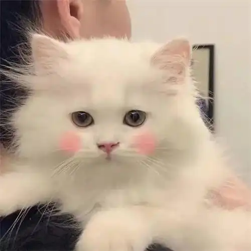 干净唯美可爱萌猫咪治愈系头像图片