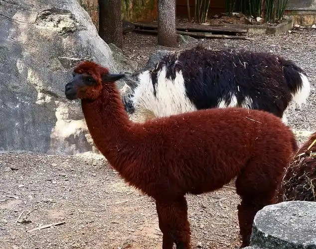 昆明圆通山动物园一日游