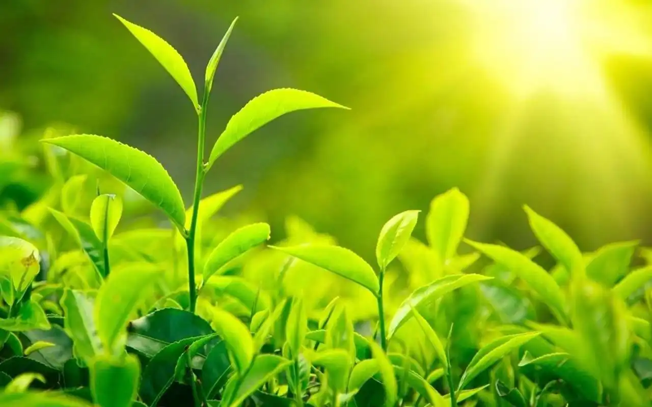 清新护眼绿色嫩芽图片桌面壁纸高清大图预览1920x1200_植物壁纸下载