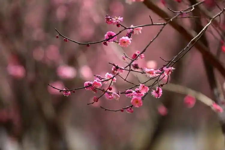 立春啦!万州太白岩红梅争相绽放,景色太美千万别错过!