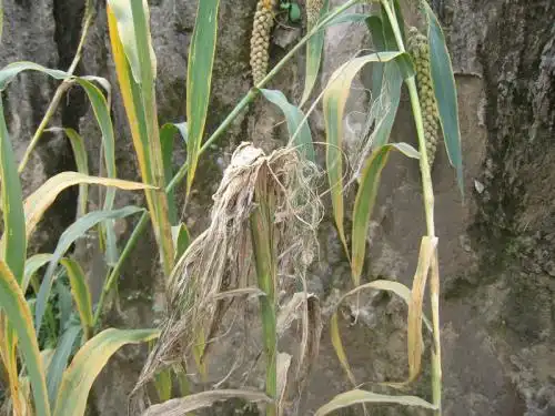 谷子白发病症状五,防治方法1,清除菌源,扫除病残体,改善通风透光条件